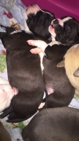 American Pit Bull Terrier puppy for sale + 54976