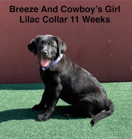 AKC Black Female Labrador Puppy