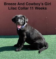 AKC Black Female Labrador Puppy Labrador Retriever for sale/adoption