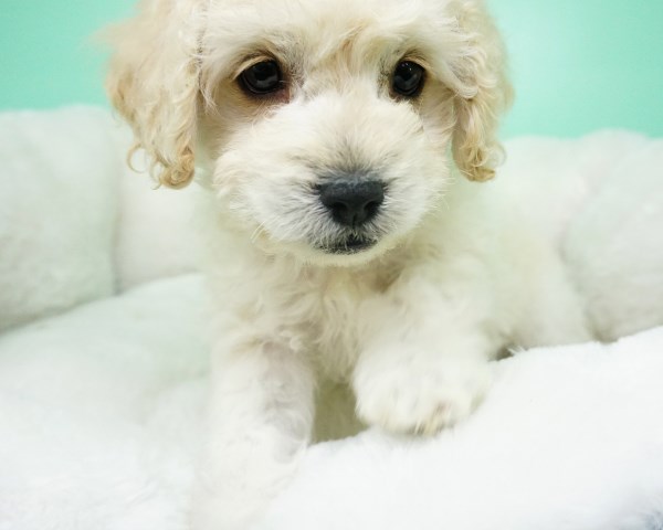 Maltipoo Puppy – Male- Jasper ($1,250)