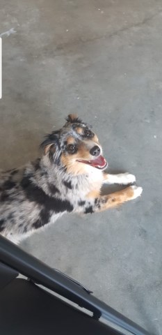 Miniature Australian Shepherd puppy for sale + 56291