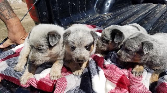 Australian Cattle Dog puppy for sale + 61740