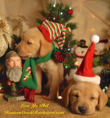 CHRISTMAS Champion AKC Labrador Retrievers - Head Start Training Available