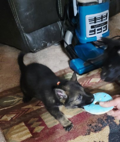 German Shepherd Dog puppy for sale + 66846