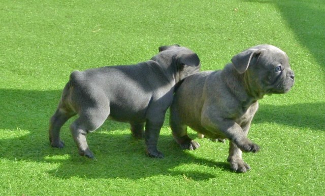 *Home REARED ?? Blue ?? French Bulldog?? Pups*