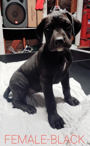 Doberdane puppies