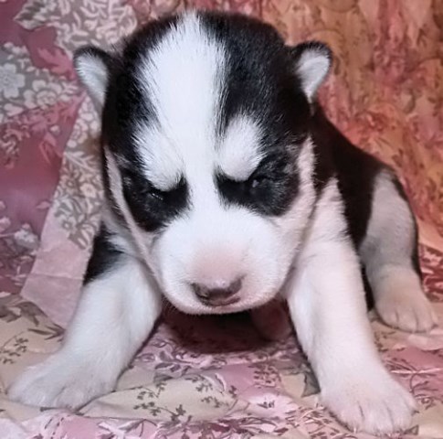 AKC Siberian Husky Pup Available!