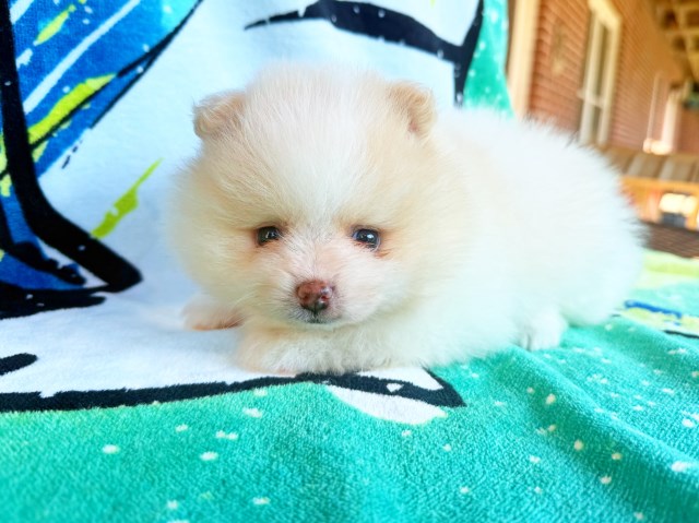 Pomeranian puppy for sale + 67187