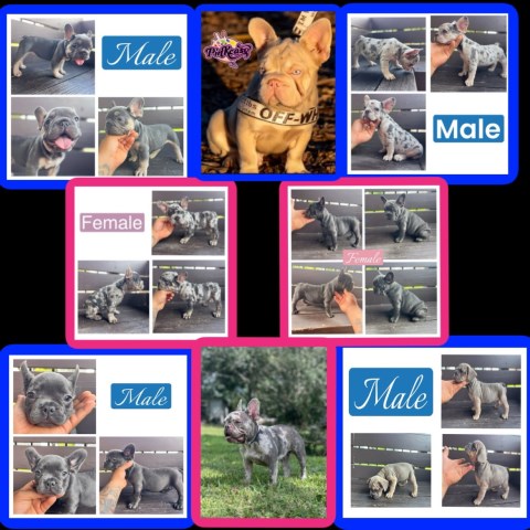 AKC French Bulldogs for Sale