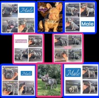 French Bulldog thumbnail