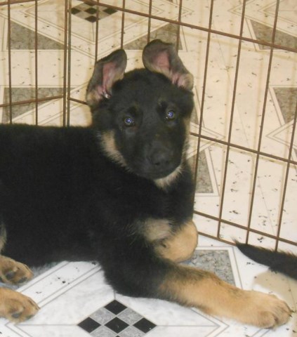 German Shepherd Dog puppy for sale + 49702