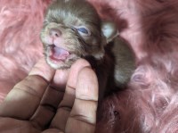 Long Coat Apple Head Chihuahuas Females Chihuahua for sale/adoption