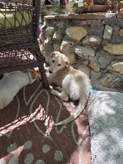 5 Male Borzoi Puppies for Sale