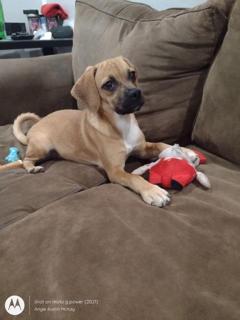 Puggle for Sale