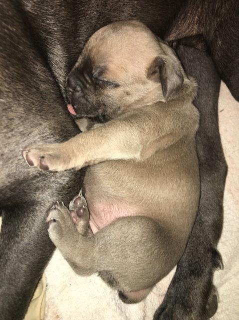 Cane Corso puppy for sale + 54777