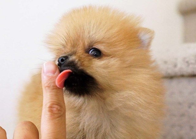 Pomeranian puppy for sale + 59045