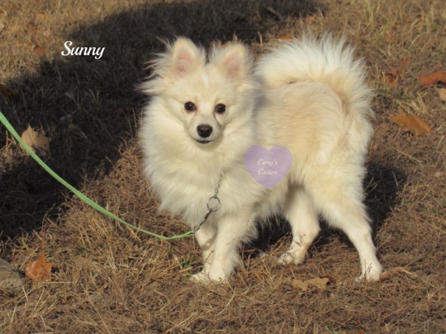 AKC Pomeranian puppy Sunny
