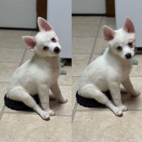 Pomimo Puppies for sale Pomeranian for sale/adoption