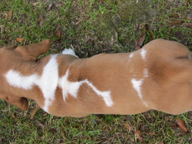 Basset Hound puppy dog for sale in Crawfordville, Florida