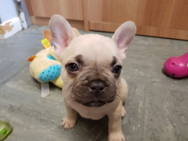 Gorgeous French Bulldog Puppy for sale,