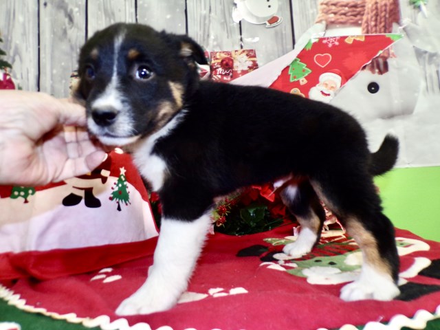 Chicago Farm Collie Babies. Med- Size.