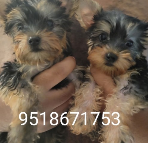 Adorable CKC  Yorkie Puppies