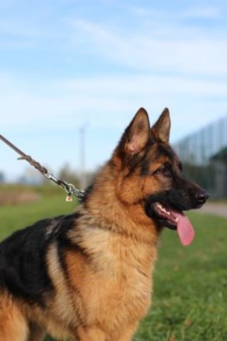 German Shepherd Dog puppy for sale + 59309