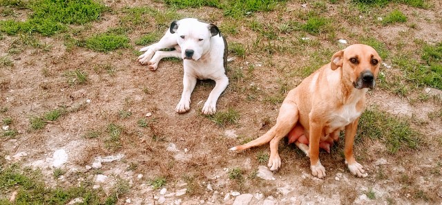 Pitbull/German Shepherd mix