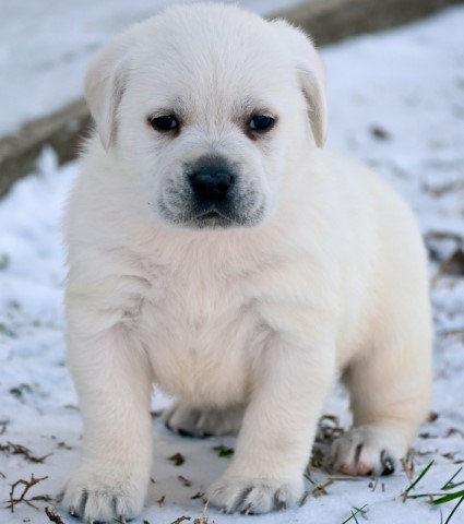 Labrador Retriever puppy for sale + 62744