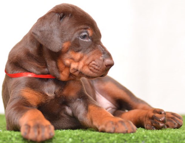 Red doberman pinscher puppies for sale in USA