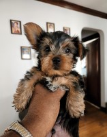 Yorkshire Terrier Puppies  for sale Yorkshire Terrier for sale/adoption