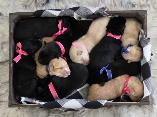 Labrador Retriever puppy for sale + 66998