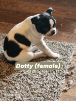 happy crap Boston pups Boston Terrier for sale/adoption