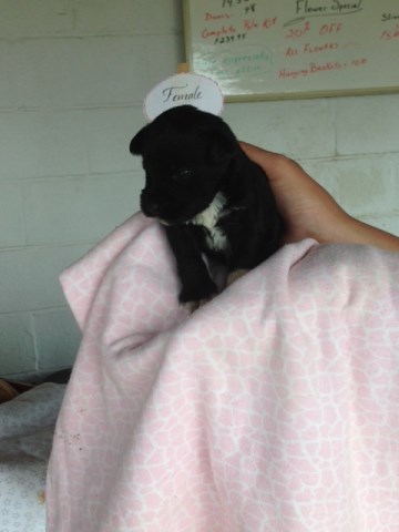 Schnauzer puppy looking for forever home!