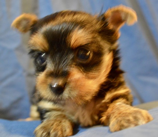 Yorkshire Terrier puppy for sale + 50474