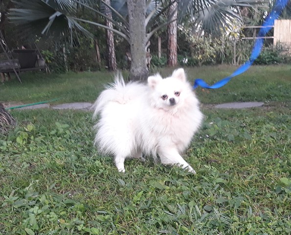 White pomeranian female