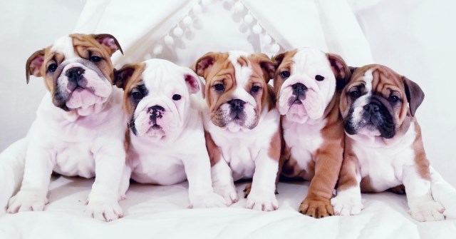 AKC Champion Sired English Bulldog Puppies