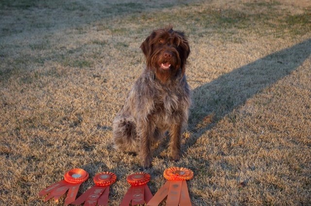 Wirehaired Pointing Griffon puppy for sale + 53924