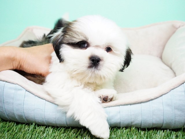 Shihtzu Puppy – Male - Ricky ($1,399)