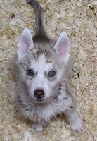 AKC Siberian Husky Champion  lines (GREED EYES) Siberian Husky for sale/adoption