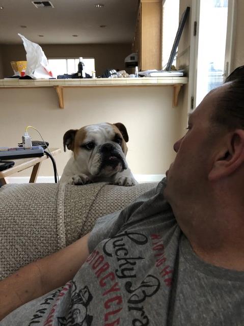 AKC English Bulldog female “IN HEAT”