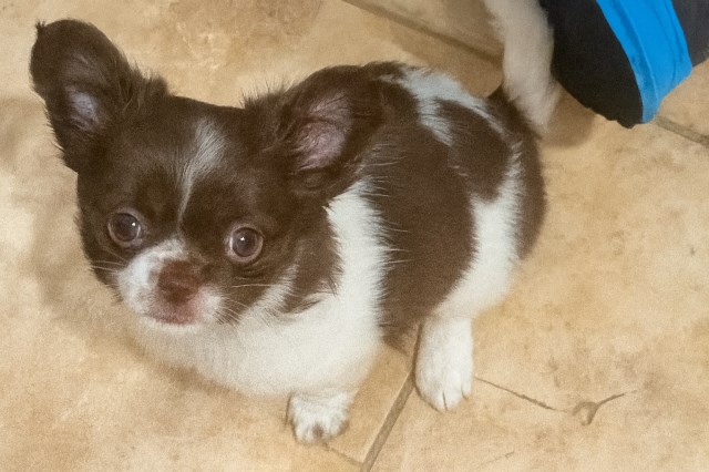 Chihuahua puppy for sale + 66982