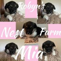 Pembroke Welsh Corgi Tri-colored female Pembroke Welsh Corgi for sale/adoption