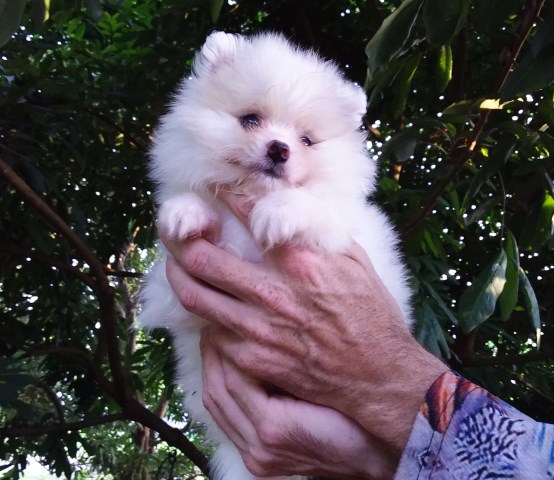 Pomeranian puppy for sale + 67211