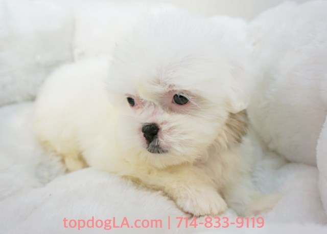 Maltese puppy for sale + 53085