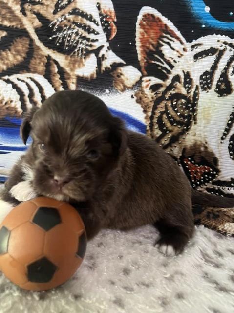 lhasa apso teady bear colors  sooooo cute