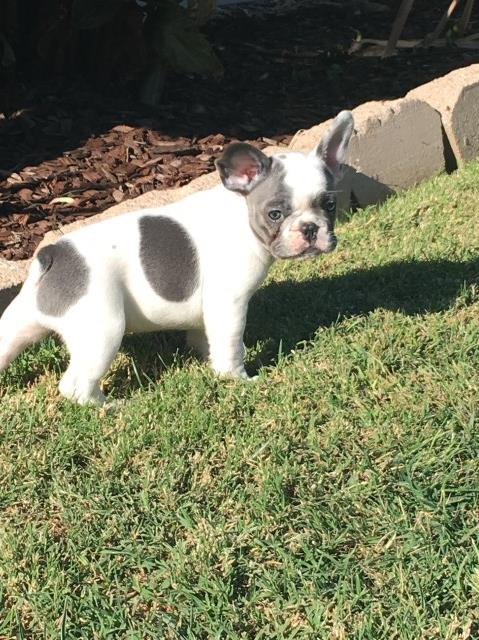 French Bulldog puppy for sale + 50319