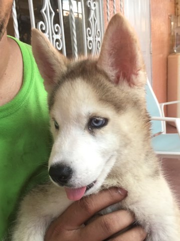 Siberian Husky puppy for sale + 50241