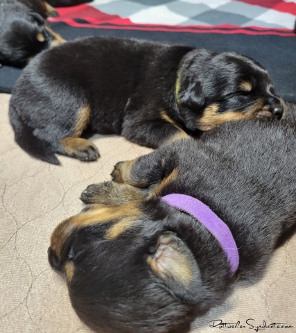 AKC German Male Rottweiler Puppies (Deposit)