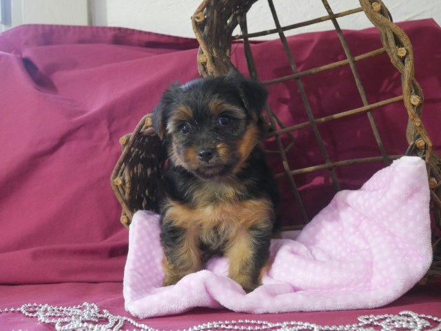 Yorkshire Terrier puppy for sale + 52540